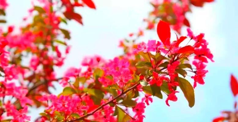 红果插枝的花语是什么？红果插枝象征着什么？