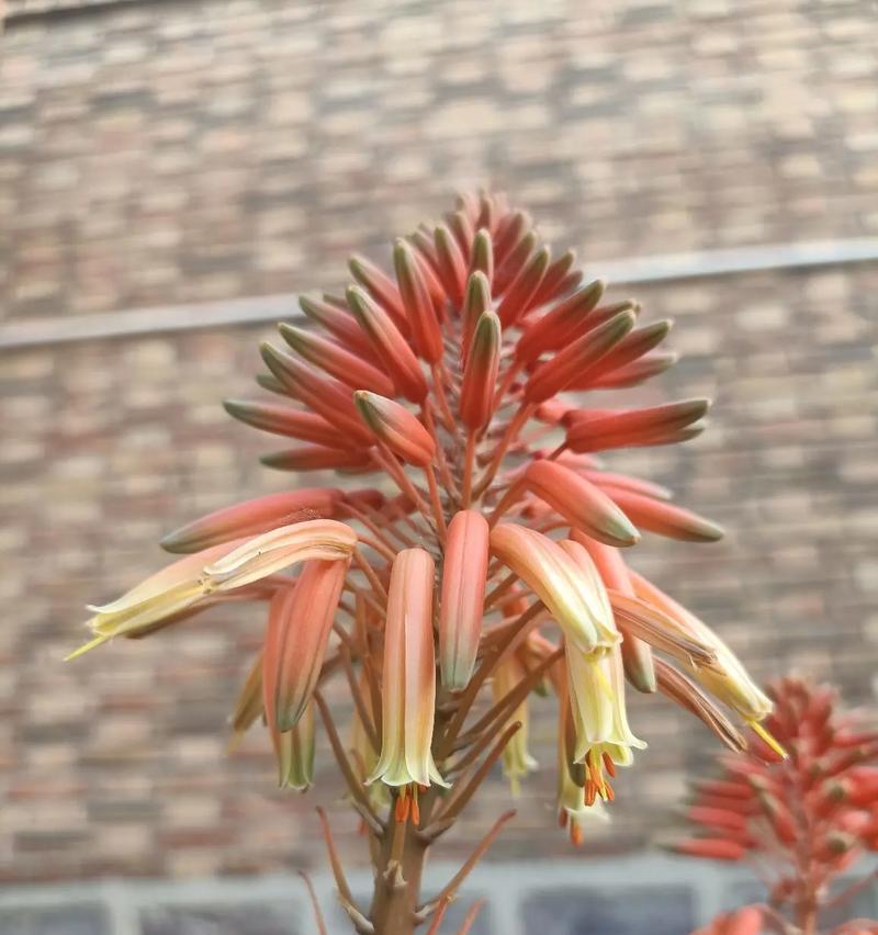 芦荟的花语寓意是什么？芦荟花语有哪些深层含义？