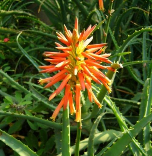 芦荟的花语寓意是什么？芦荟花语有哪些深层含义？