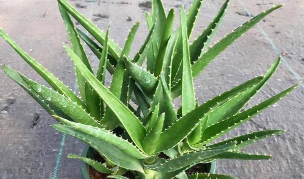 芦荟的花语寓意是什么？芦荟花语有哪些深层含义？