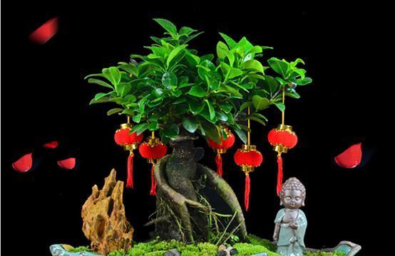 人参榕花语是什么？它代表了哪些美好寓意？