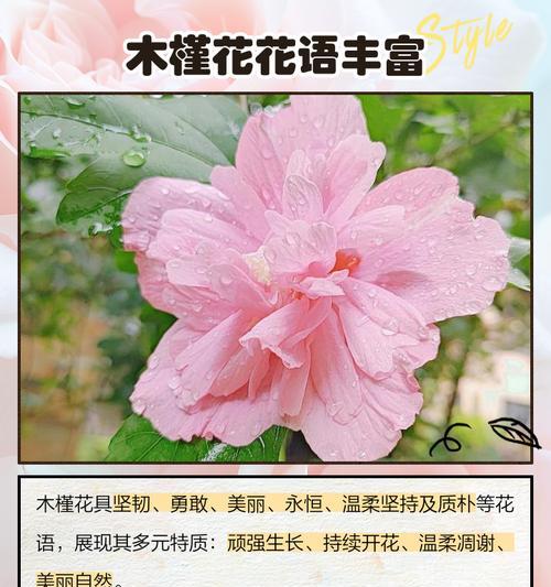 火烧花树的花语有哪些？如何解读其象征意义？