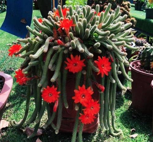 仙人棒花语代表了什么？它在花语中有什么特别含义？