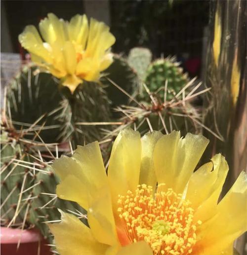仙人棒花语代表了什么？它在花语中有什么特别含义？