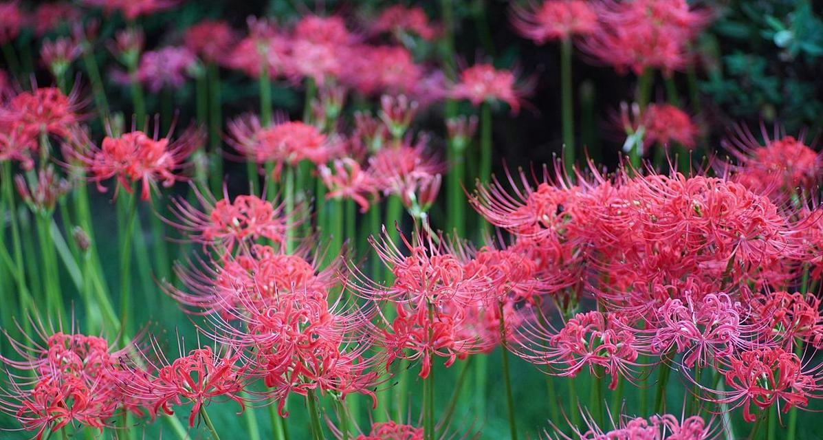 崇明花语花瓣的含义是什么？它们传递了哪些信息？