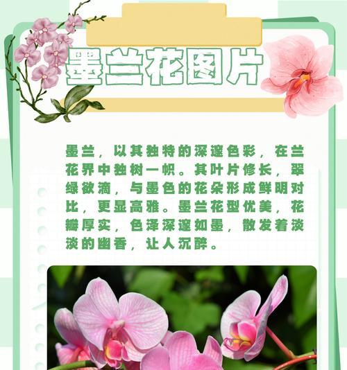 崇明花语花瓣的含义是什么？它们传递了哪些信息？