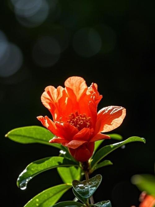 石榴花语传说有哪些？石榴象征着什么？