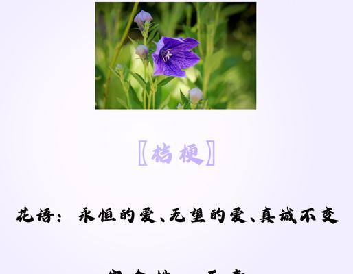 桔梗的话花语是什么？它在花语中承载了哪些情感？