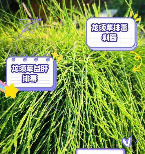 龙须竹子的花语有何深意？它象征着什么？