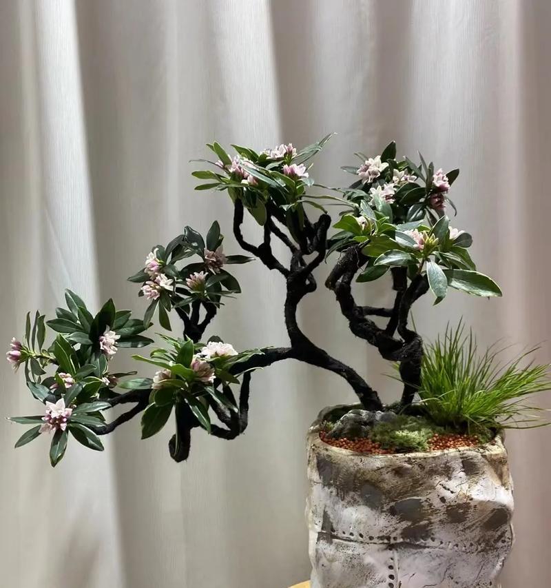 哪些花语被认为是不吉利的？它们代表了什么含义？