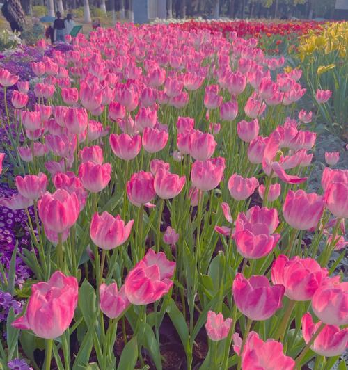 粉色芭蕉花语有何特别之处？它象征着什么？