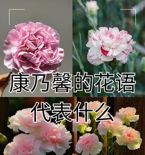 哪种花语代表平安？它在花语中有什么意义？