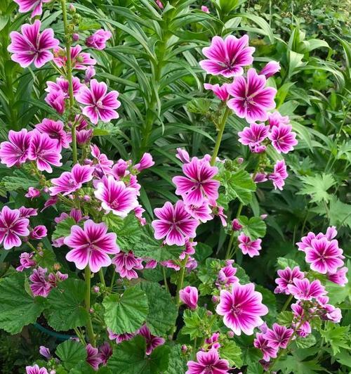 恩惠锦葵的花语是什么？它象征着什么？
