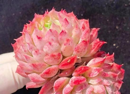 朱砂绿植的花语是什么？它在花语中有什么特别含义？