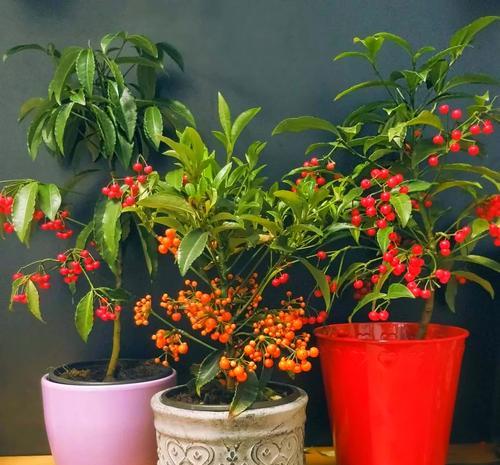 朱砂绿植的花语是什么？它在花语中有什么特别含义？
