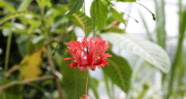 朱砂绿植的花语是什么？它在花语中有什么特别含义？