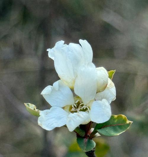 松树球的花语有何深意？它象征着什么？