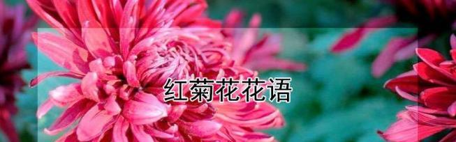 菊花的花语言是什么？它在花语中传递了哪些信息？