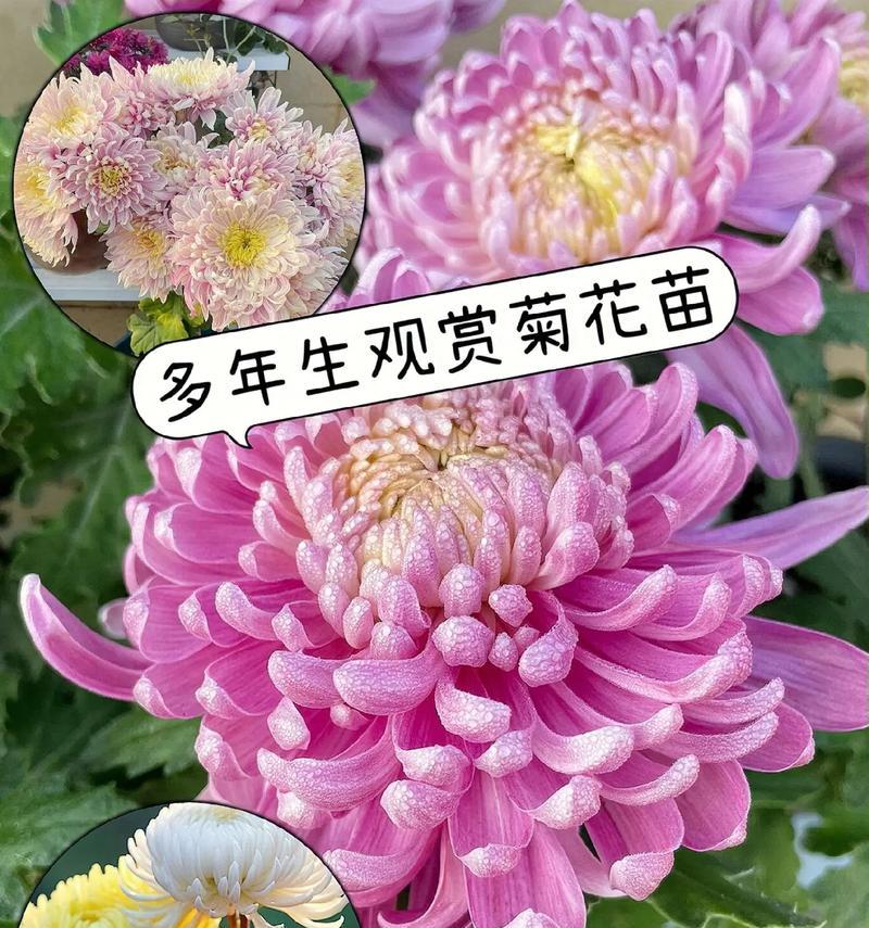 菊花的花语言是什么？它在花语中传递了哪些信息？