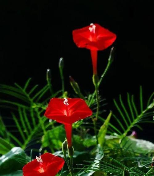 羽衣茑萝花语是什么？它代表了哪些美好寓意？