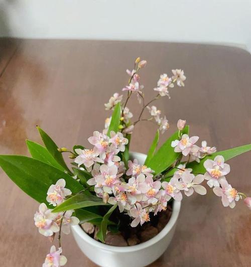 白文心兰花语背后隐藏着什么故事？