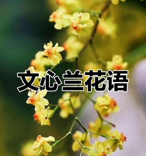 白文心兰花语背后隐藏着什么故事？