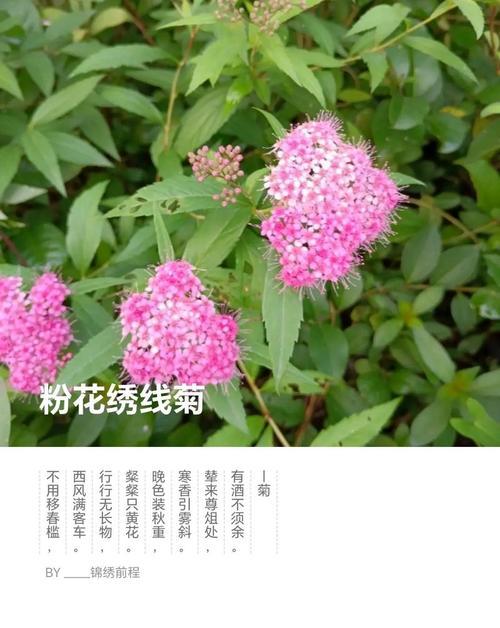 变色菊的花语有哪些独特之处？