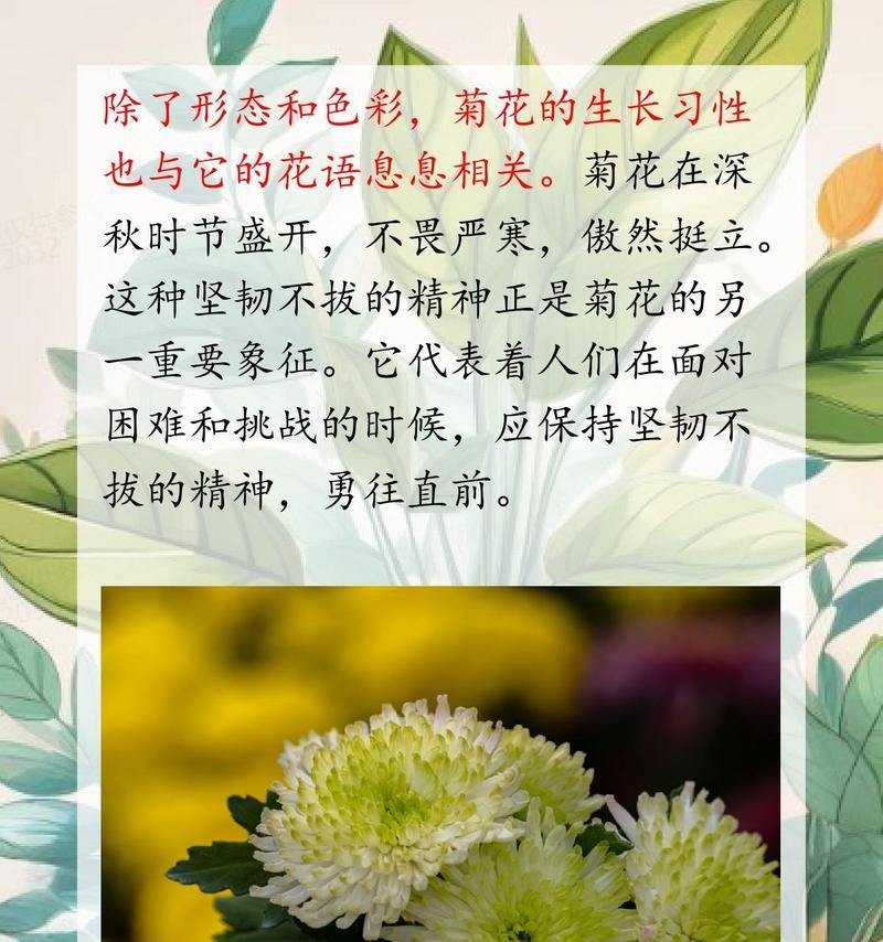 变色菊的花语有哪些独特之处？