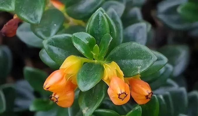 常绿植物的花语能传达哪些信息？