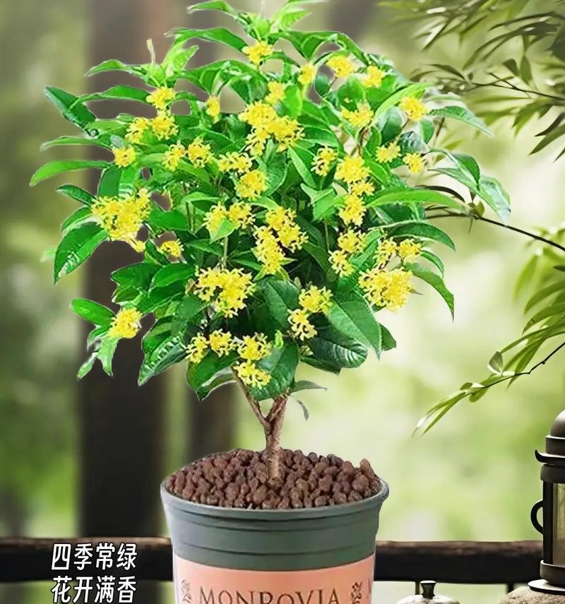 常绿植物的花语能传达哪些信息？