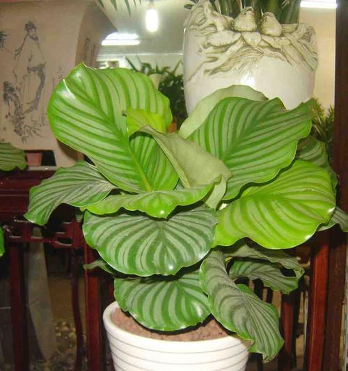青苹果芋的花语能传达什么信息？