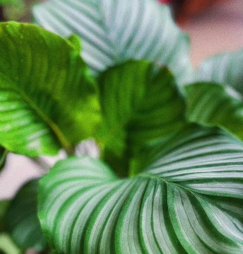 青苹果芋的花语能传达什么信息？
