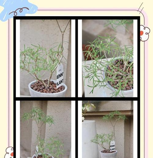 麒麟叶的花语能表达哪些情感？