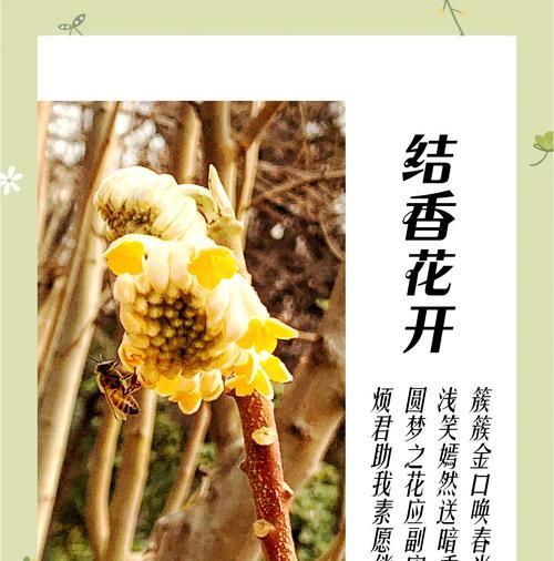 梅花花语勤奋能传递哪些信息？