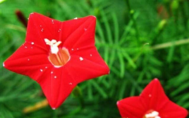 红星花的花语能表达什么情感？
