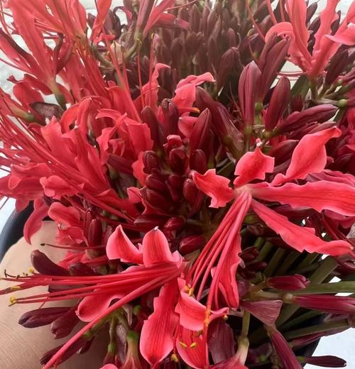 红星花的花语能表达什么情感？