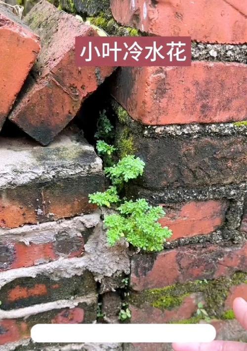小叶冷水的花语能传递哪些信息？