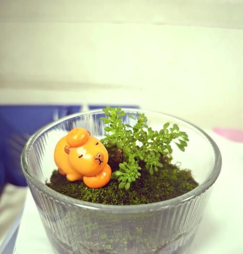 小叶冷水的花语能传递哪些信息？