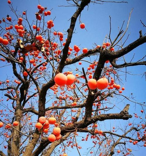 柿子花的花语能表达什么情感？