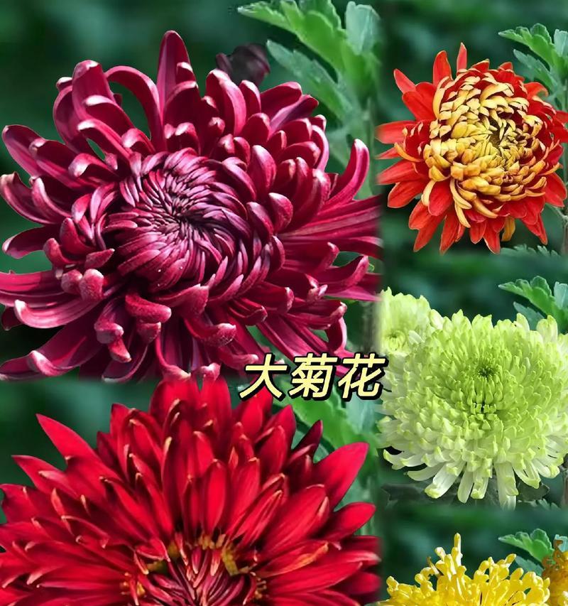 大菊花的花语能传递哪些信息？