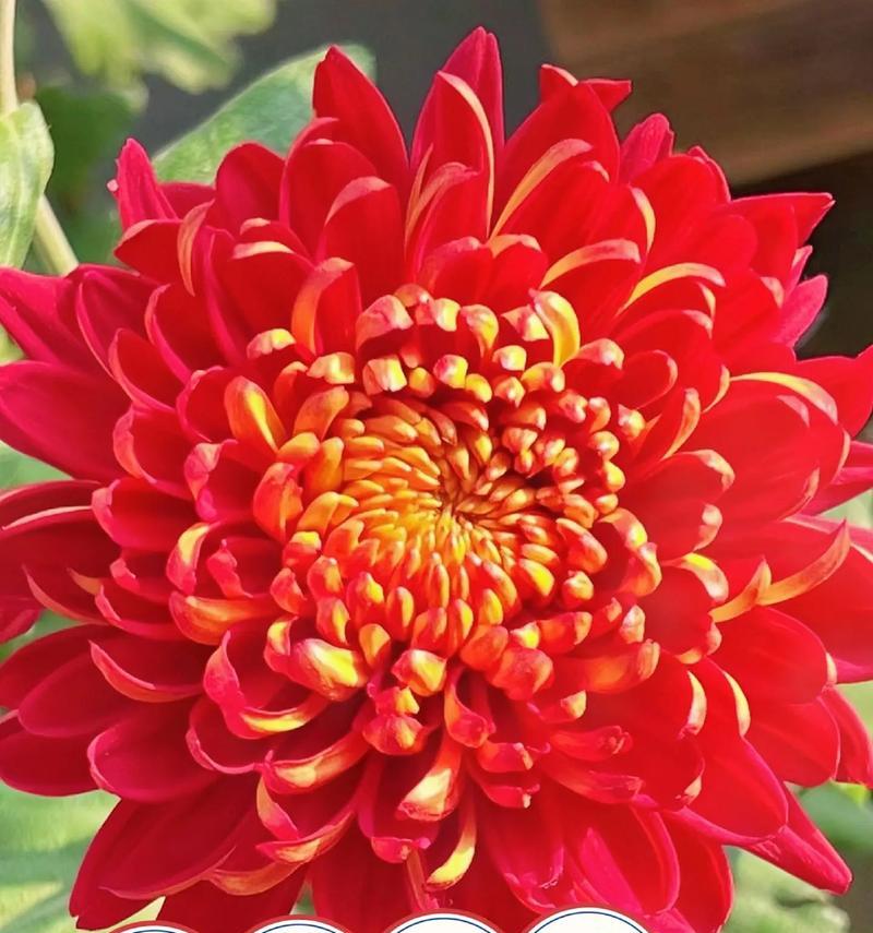 大菊花的花语能传递哪些信息？