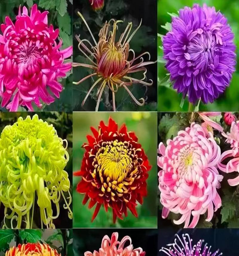 大菊花的花语能传递哪些信息？