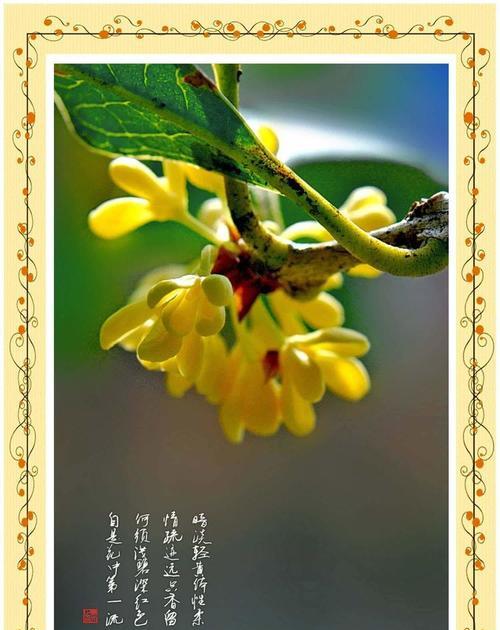 日本桂花的花语是什么？如何表达爱意？