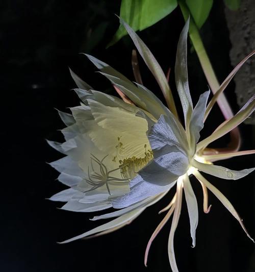 昙花盛开的花语有何寓意？昙花一现的含义是什么？