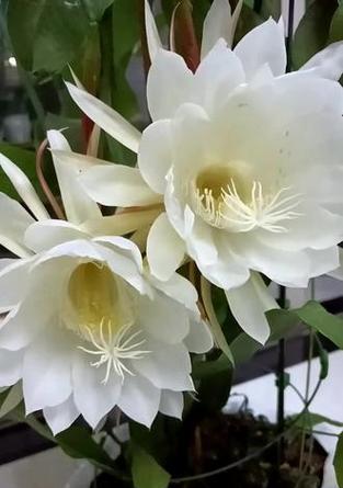 昙花盛开的花语有何寓意？昙花一现的含义是什么？