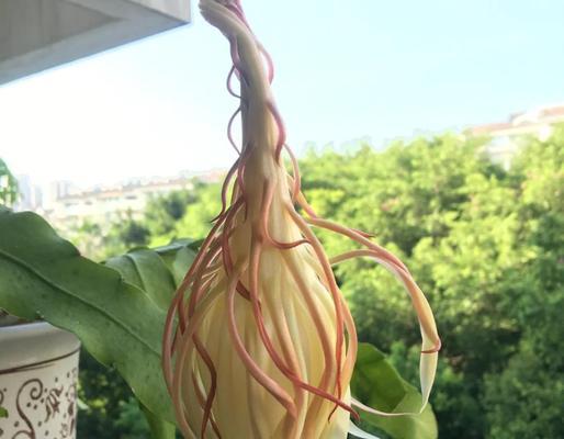 昙花盛开的花语有何寓意？昙花一现的含义是什么？
