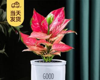 盆栽植物的花语有哪些？如何选择寓意吉祥的盆栽？