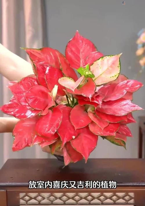 盆栽植物的花语有哪些？如何选择寓意吉祥的盆栽？