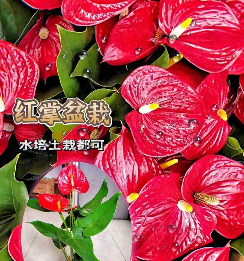 盆栽植物的花语有哪些？如何选择寓意吉祥的盆栽？