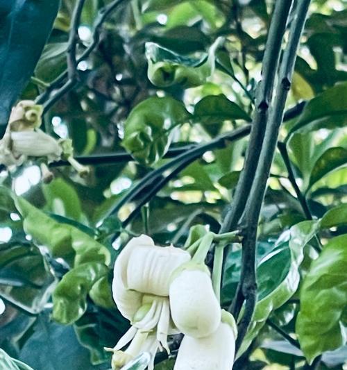 柚子树开花的花语是什么？柚子树花象征着什么？